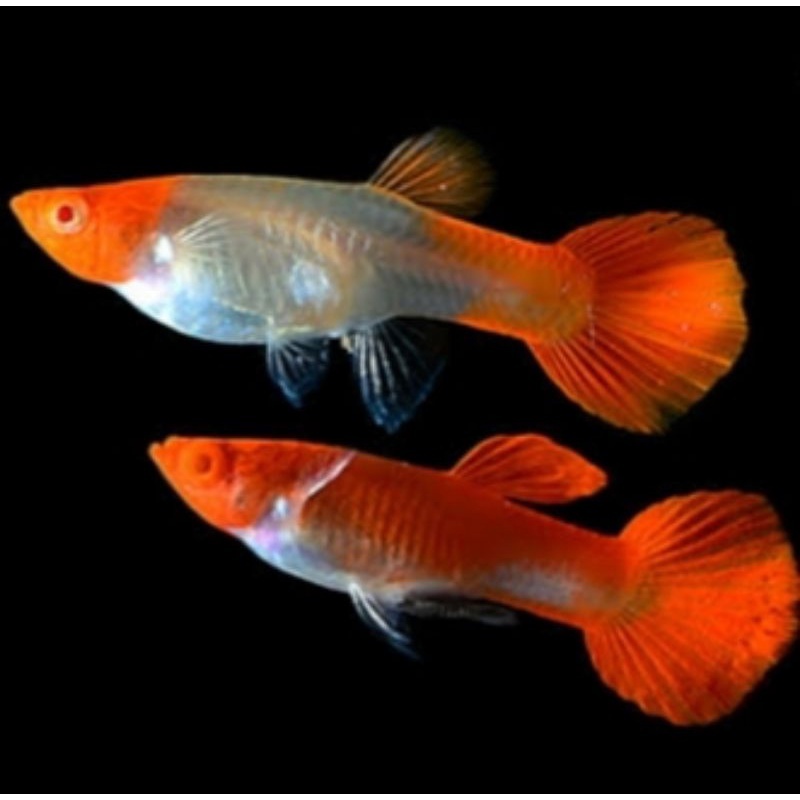 Ред кои альбино. С https-__cf.shopee.co.