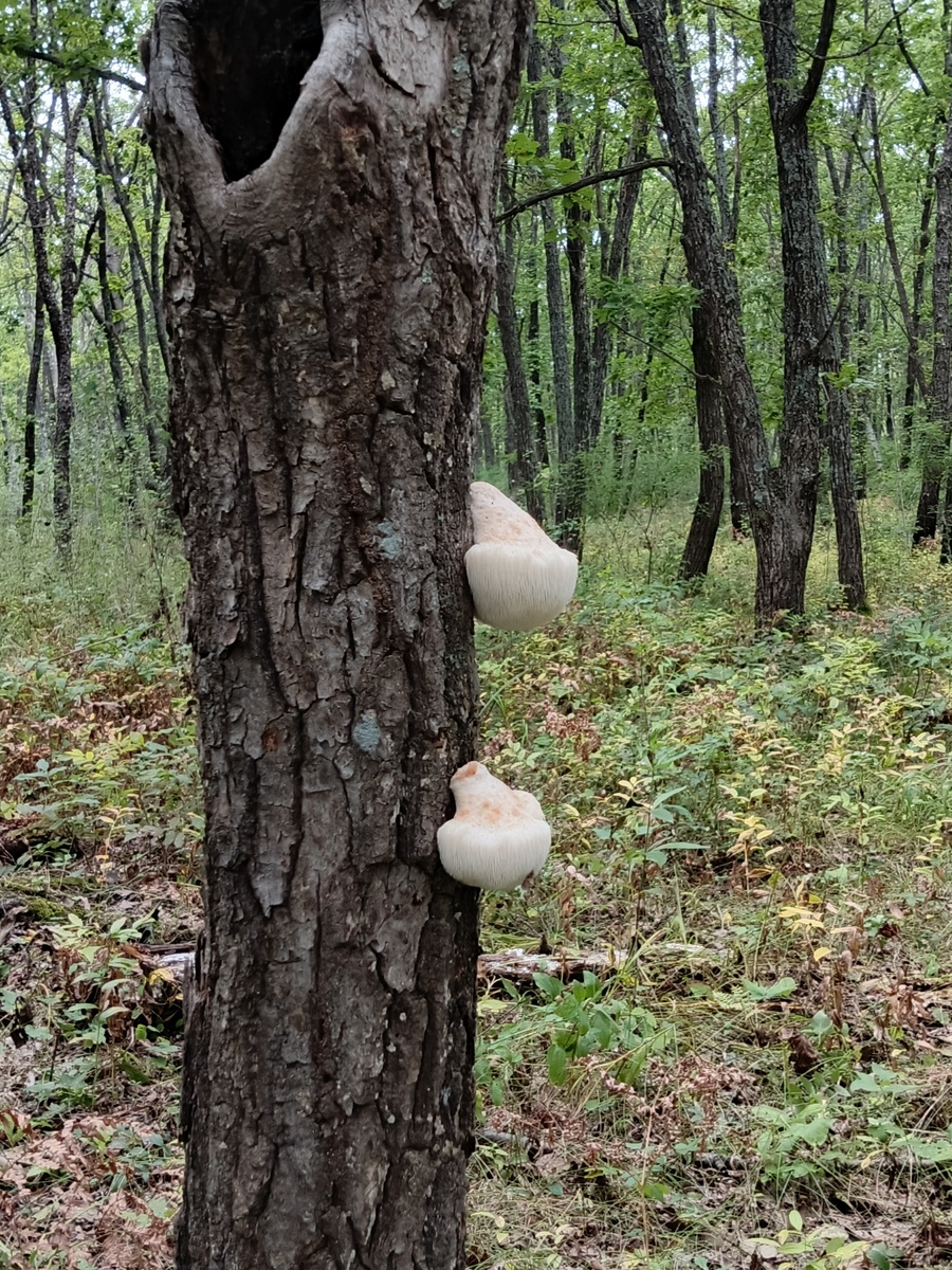 Герициум может расти целыми семейками. 