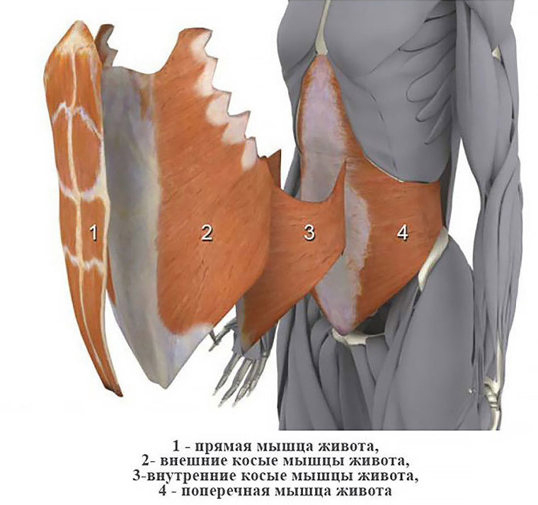 У нас в животе 4 слоя мышц. За талию и стройность живота отвечают главным образом поперечная мышца живота и косые, а прямая — самый поверхностный слой. Но его почему-то тренируют больше всего, а надо тренировать глубокие мышцы