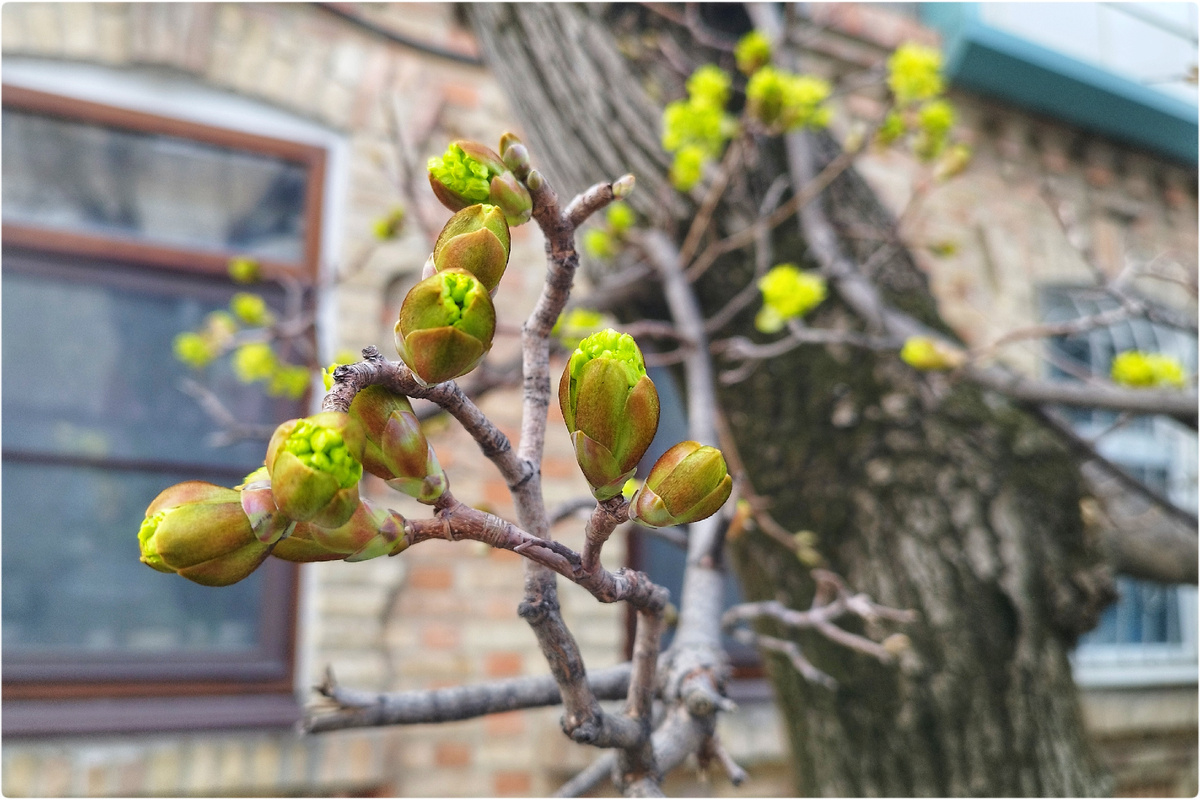 Цветение клёна 