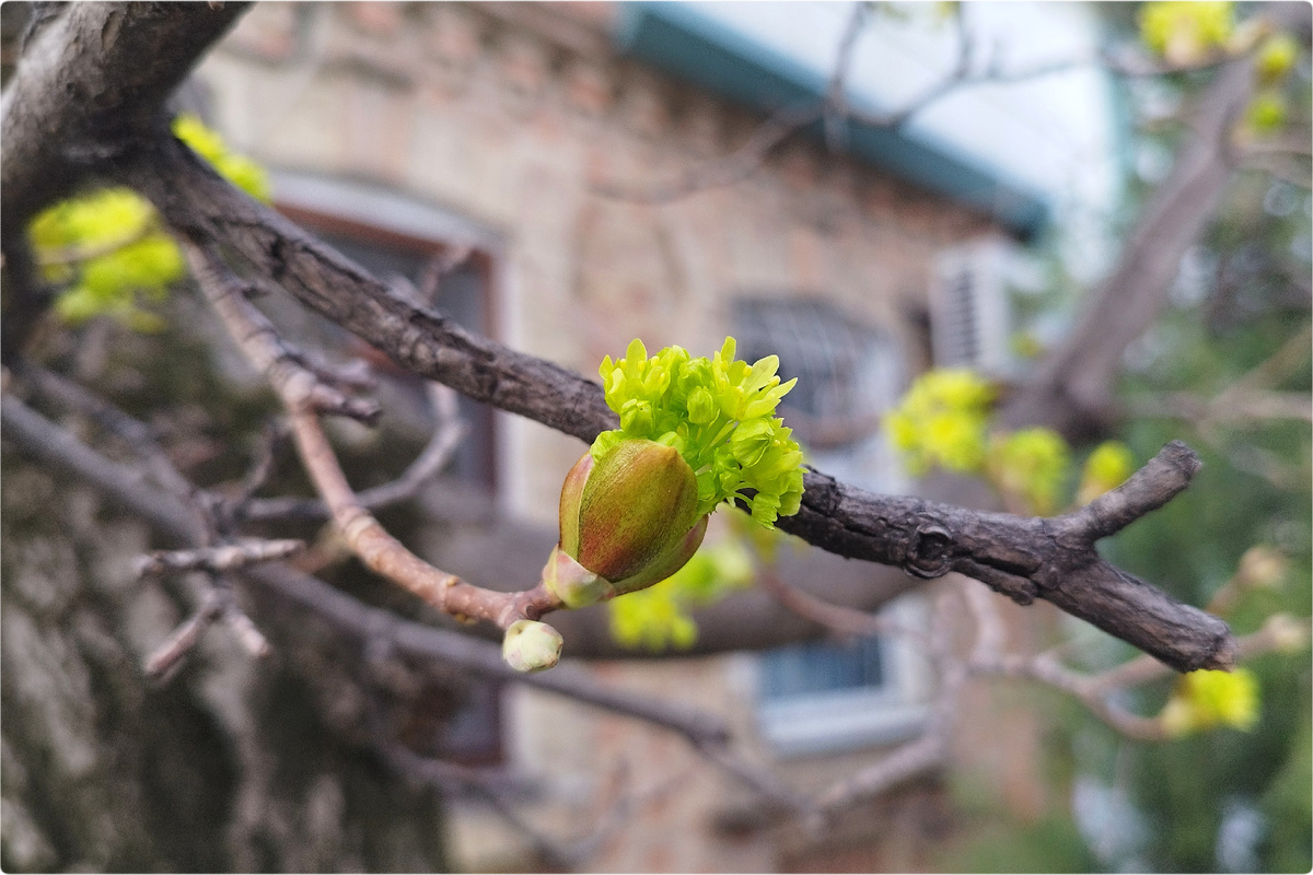 Цветение клёна 