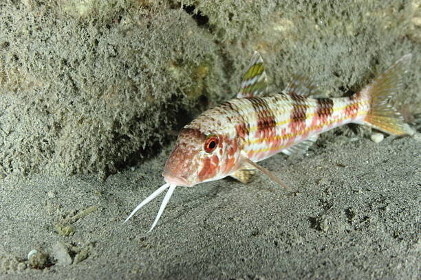 Фото из свободного источника