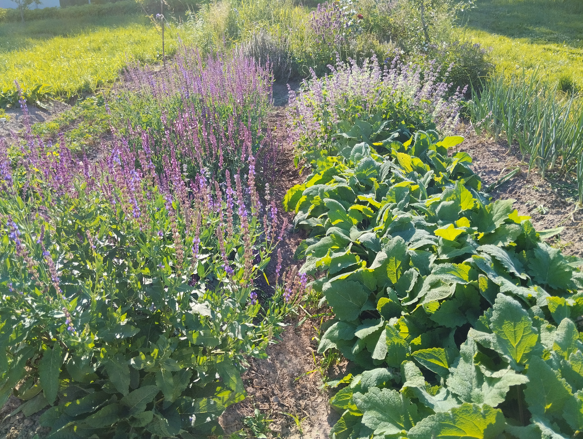 две грядки с шалфеями разных видов и сортов, лето 2025