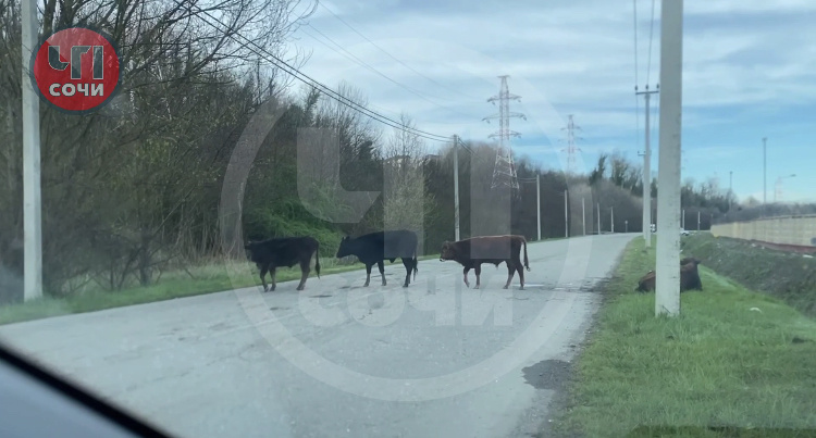    Фото: тг-канал «ЧП Сочи» (скриншот)