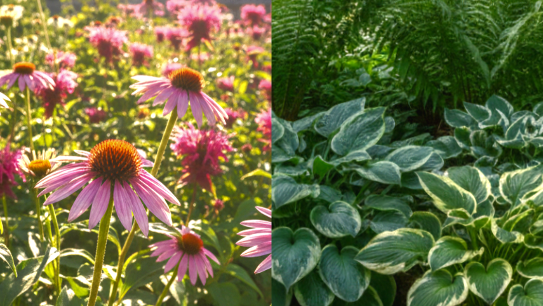 Коллаж. Слева — солнечная клумба с эхинацеей и монардой, справа — теневой уголок с хостами и папоротниками