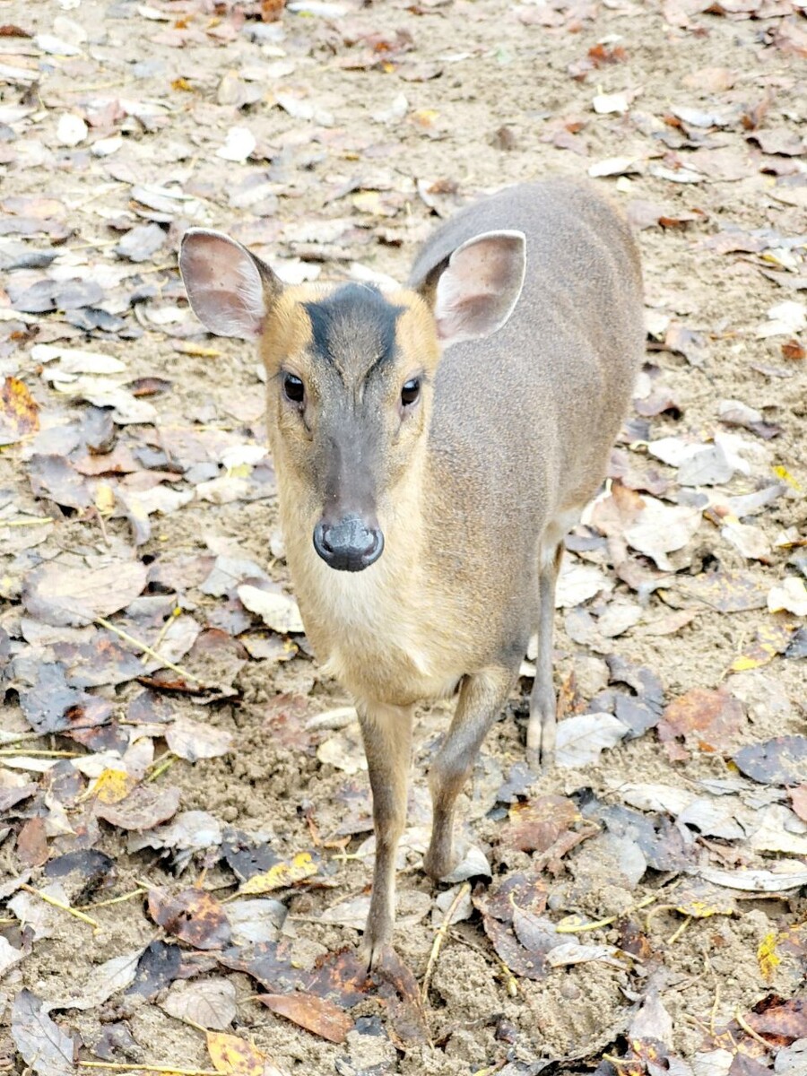 Мунтжак - один из обитателей зоопарка. Это род оленей, обитающих в Южной Азии