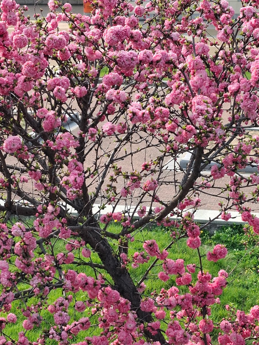 Что это за кустарник? Фото автора канала