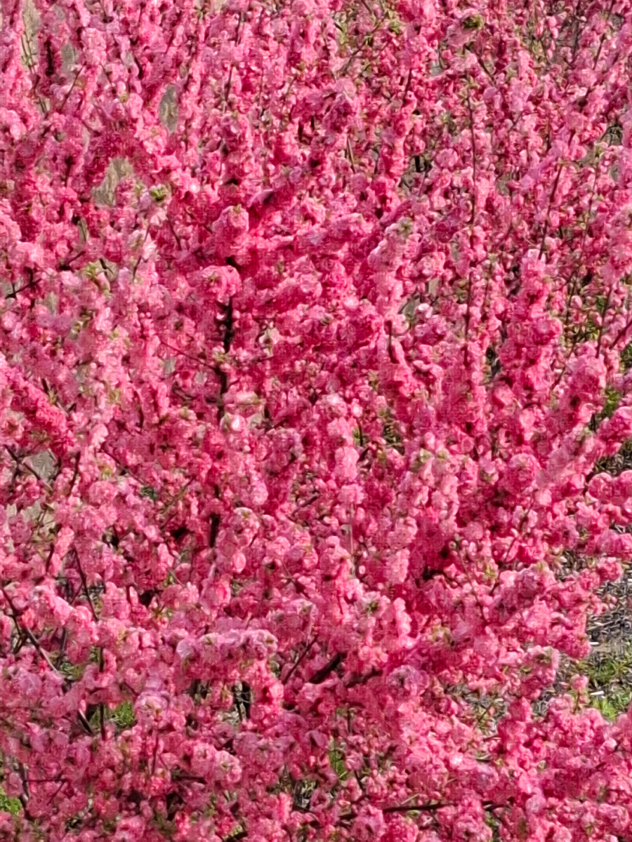 Посмотрите, какое это чудо! Фото автора канала