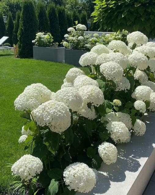 Белые гортензии