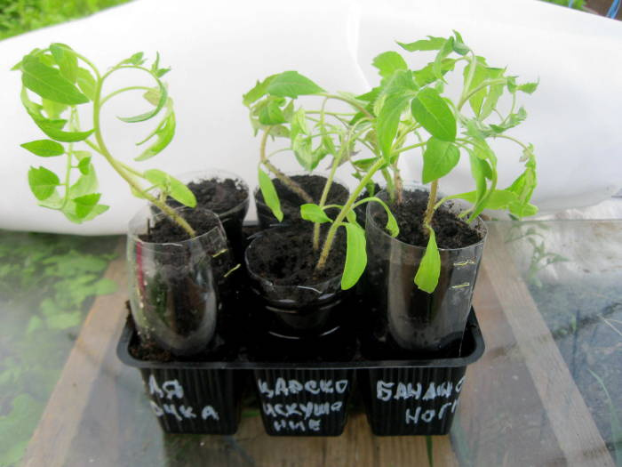 Вытянулась рассада томатов? Наденьте на нее корсет!