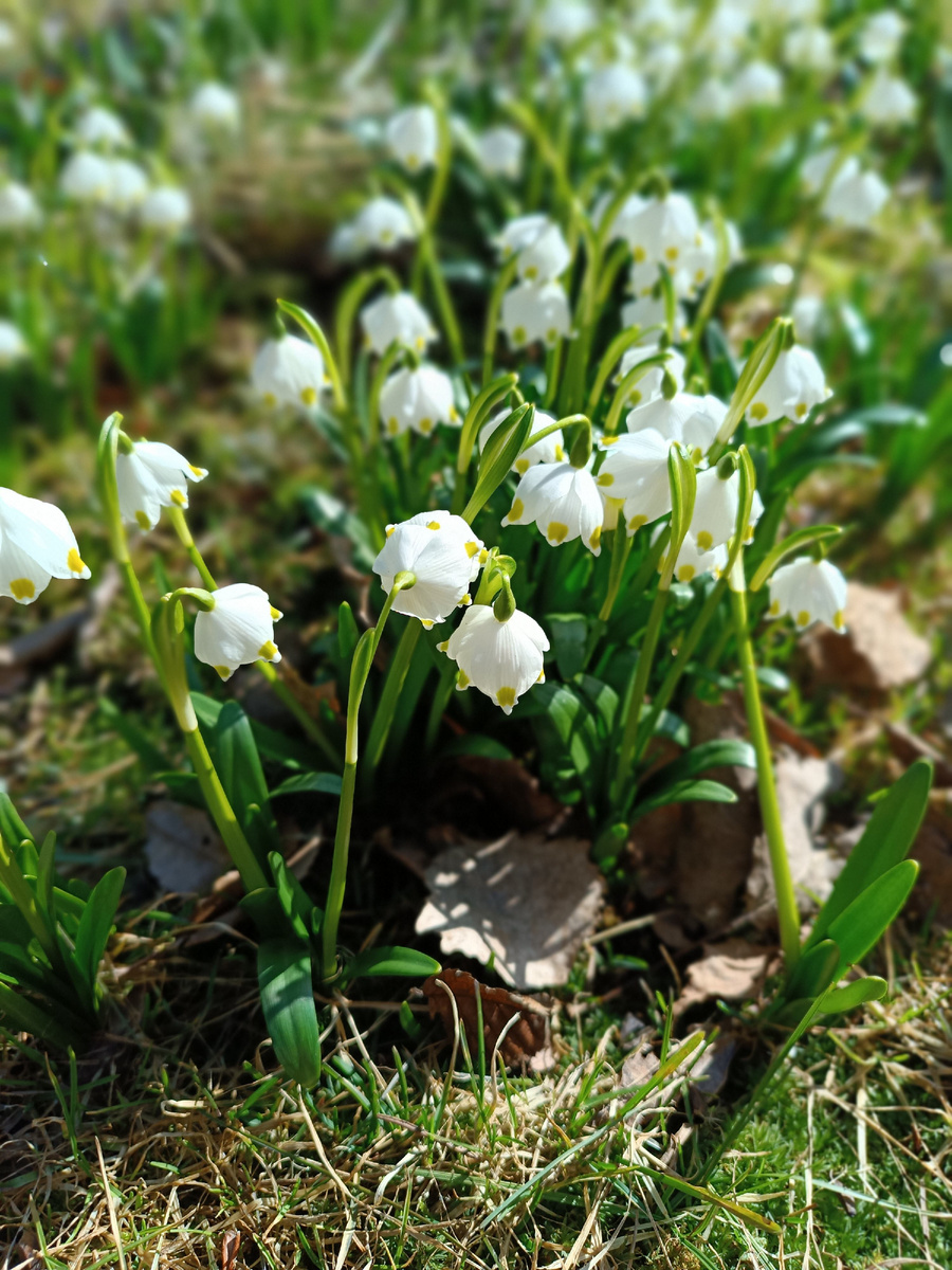 Подснежники на даче 