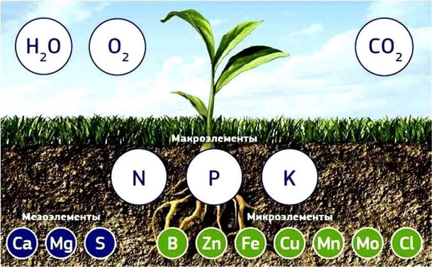 Подкормка растений 