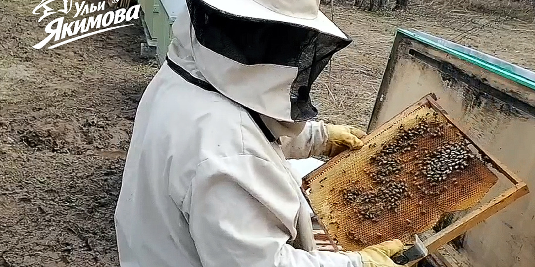 Тихая смена матки — чем она отличается от роения и можно ли её добиться на своей пасеке