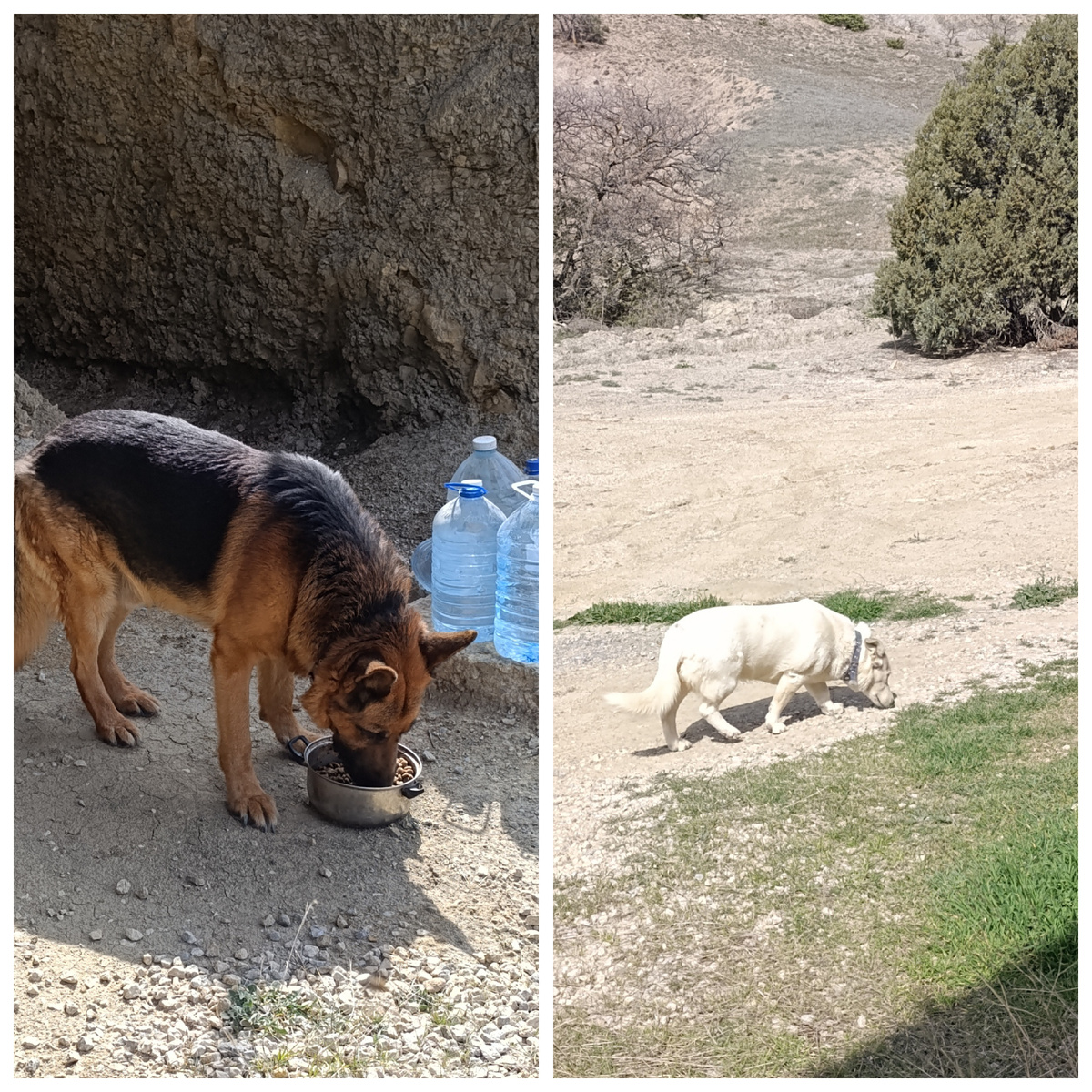 Алтайка и Снежка)