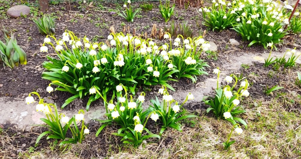 Белоцветник: проникновенье наше по планете особенно заметно вдалеке