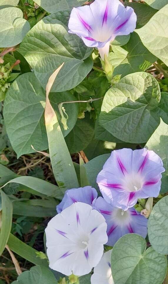 Эпомея Газета Колос  📷
