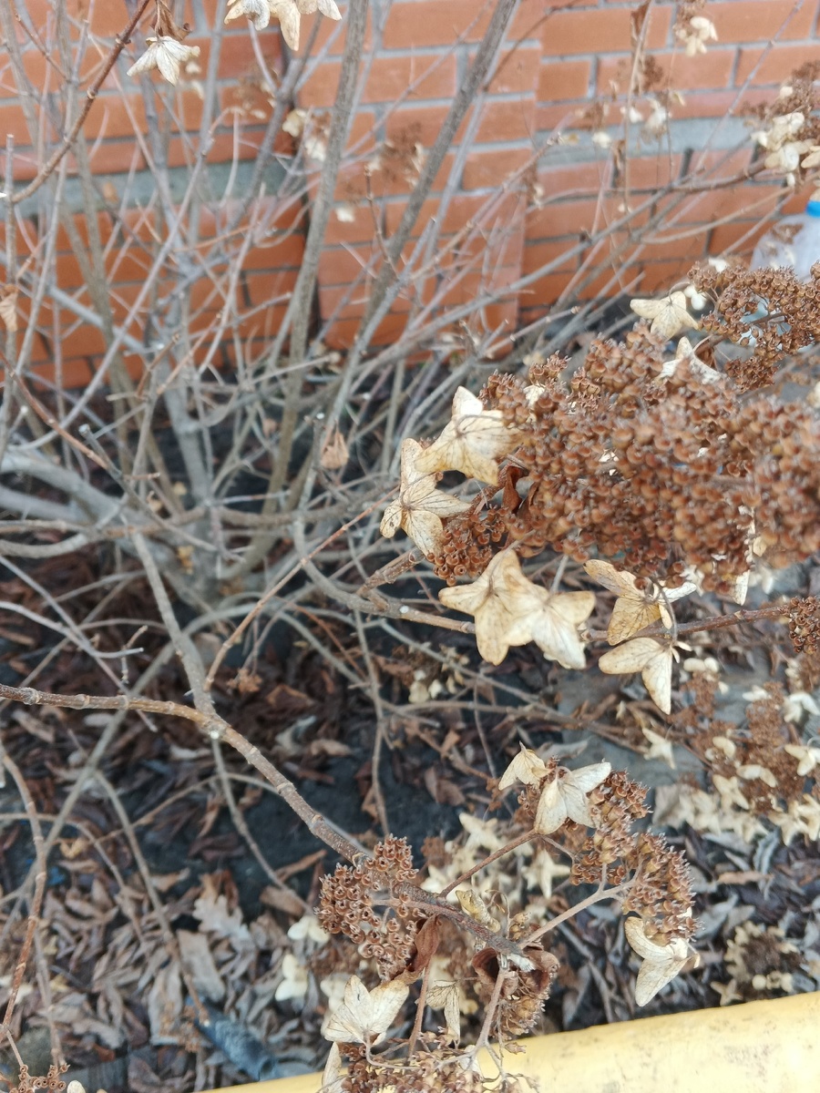 Чьи-то сухоцветики