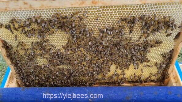 Соты - Действительно ли золотой запас пасеки?