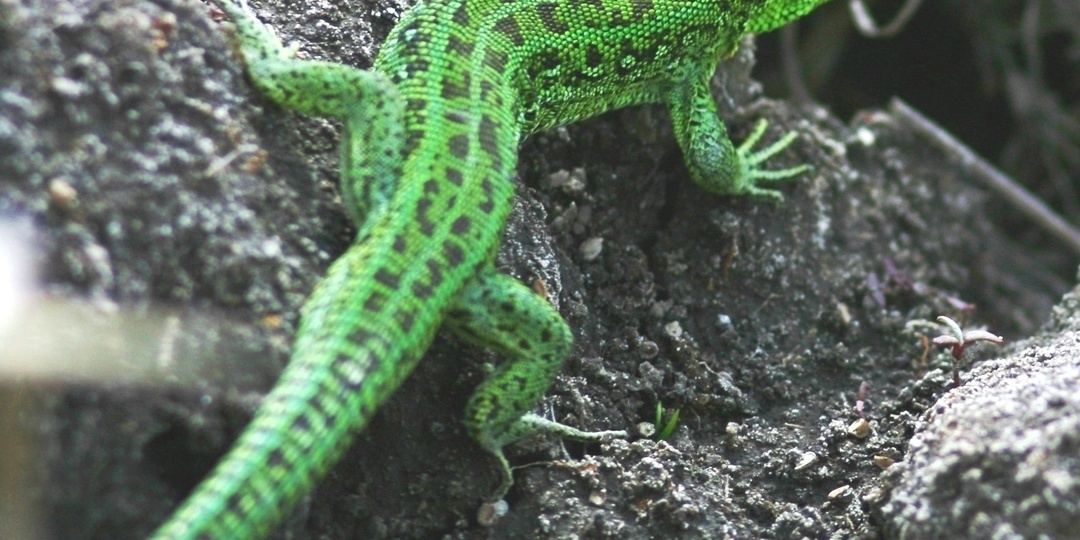 Мальчишки ловят ящериц