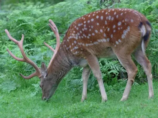   Пятнистый олень // Фото Кохэй Нагиры