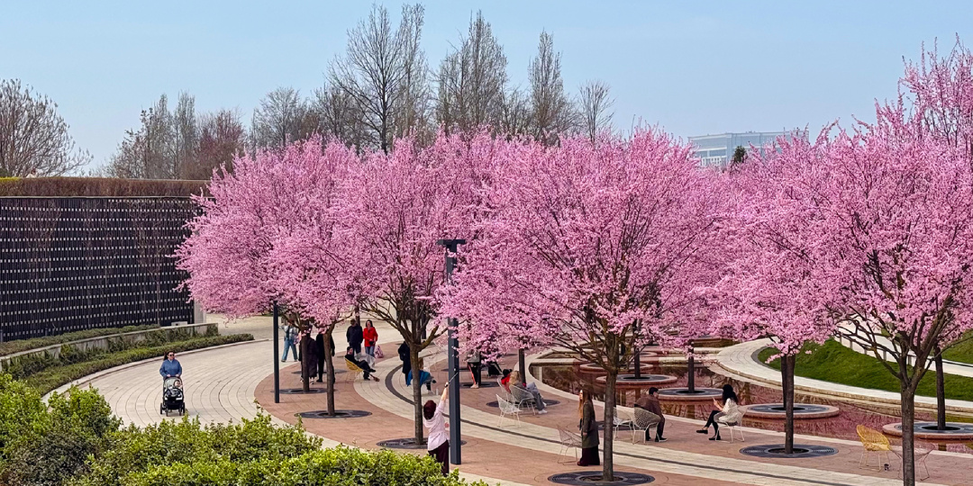 В Парке Галицкого расцвела «краснодарская сакура» 🌸