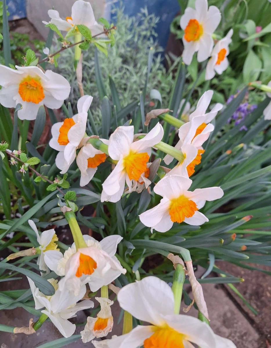 Нарциссы в оранжерее. Фото - собственность автора канала "ТАК НАДО".