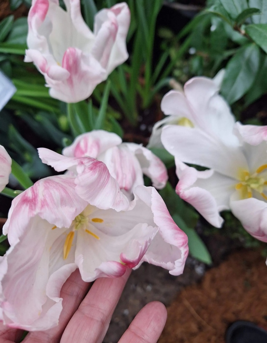 Тюльпаны в оранжерее. Фото - собственность автора канала "ТАК НАДО".