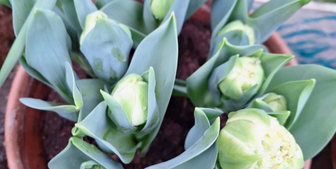 Дедушка любит бабушку. Прадедушка любит прабабушку. Про моё романтическое фэнтези. И ещё немного про фигурное катание и Камиллу Валиеву.