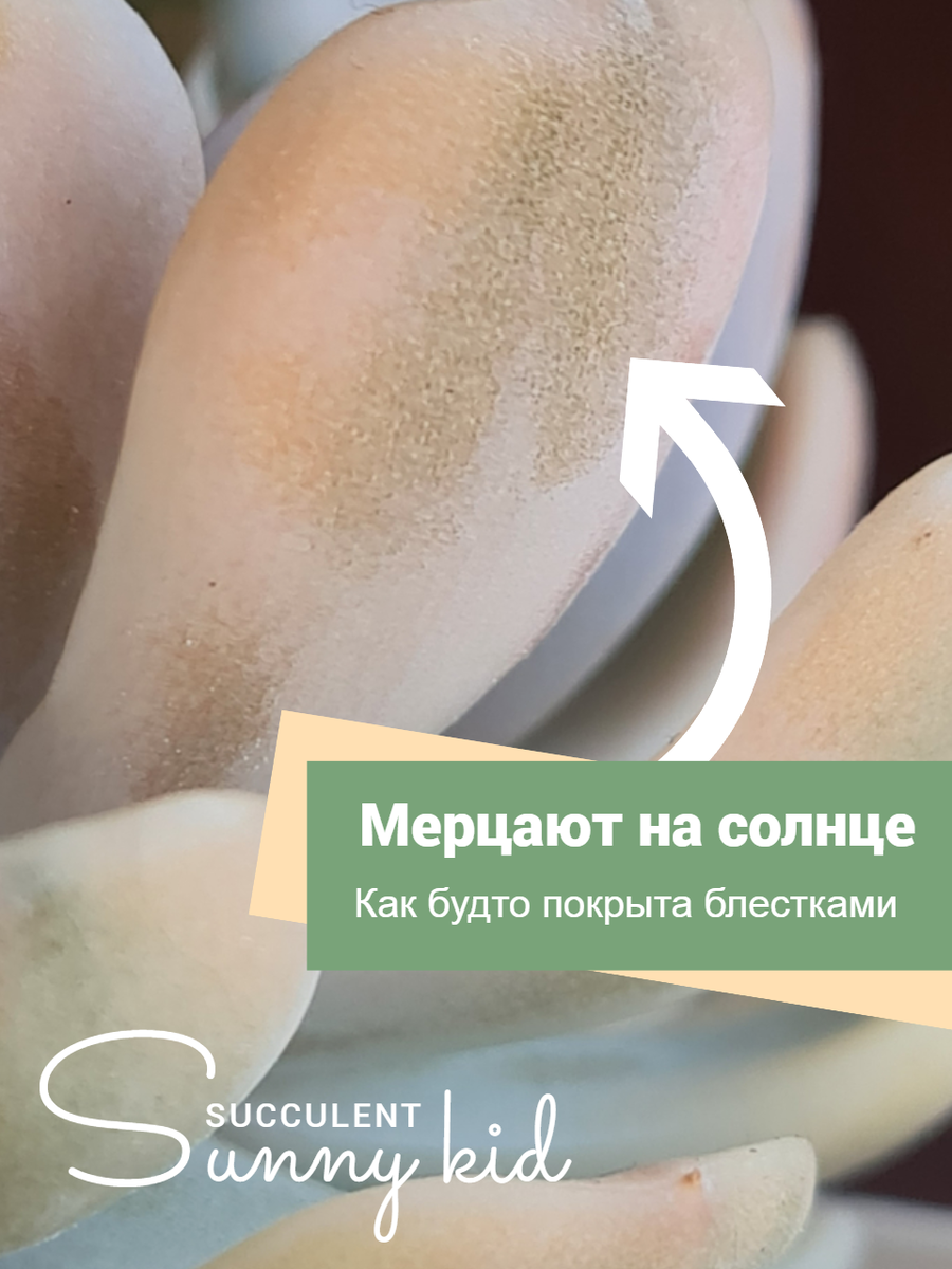 Echeveria Tiny Burger var