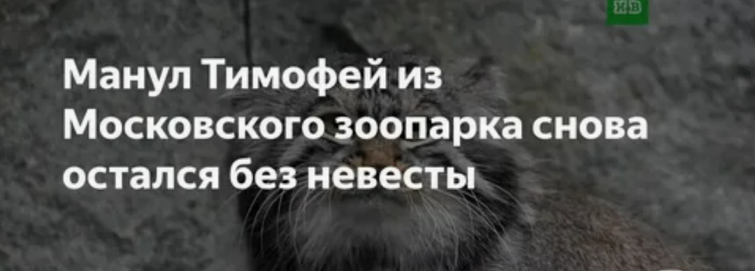 Политика, герпес и манул: почему Тимофей из московского зоопарка остаётся холостяком