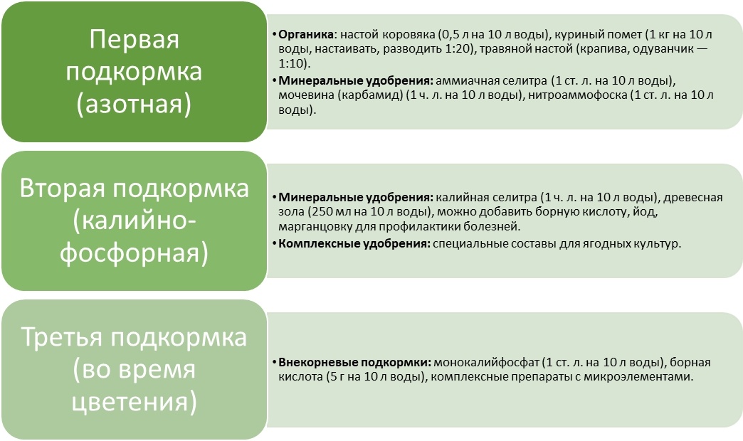 Этапы весенней подкормки клубники