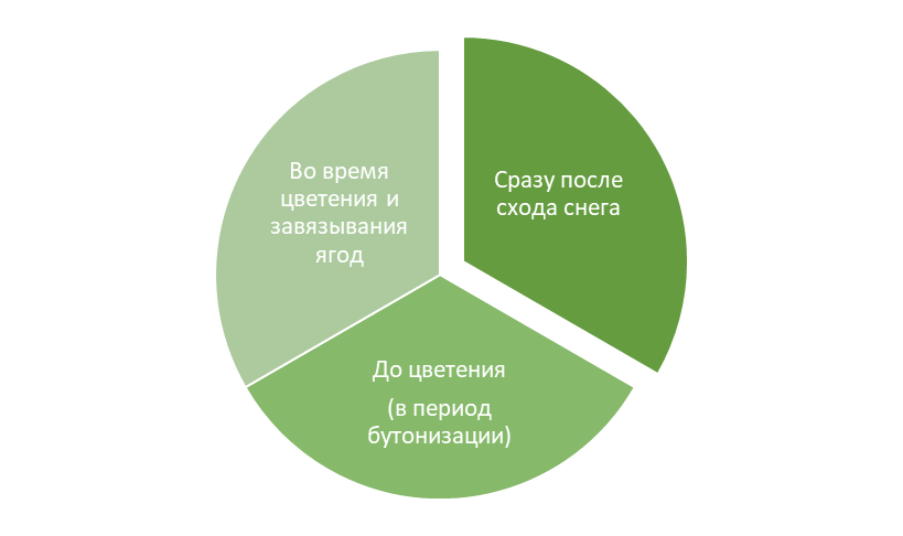 Этапы весенней подкормки клубники