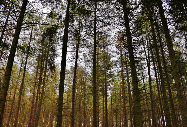 фото: pxhere.com