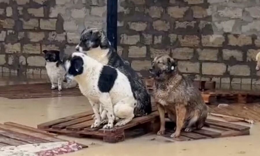 Зоозащитники на руках вынесли собак из приюта в Дагестане, спасая от наводнения