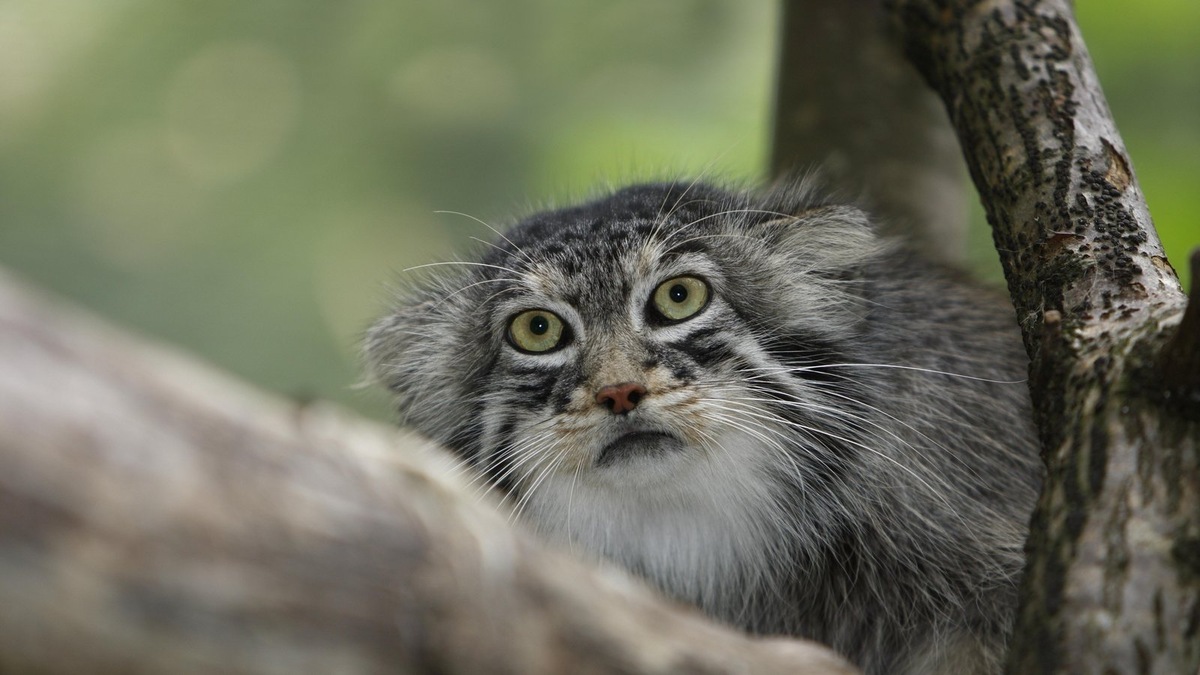    Манул — редкая дикая кошка, чье разведение в зоопарках требует особого подхода