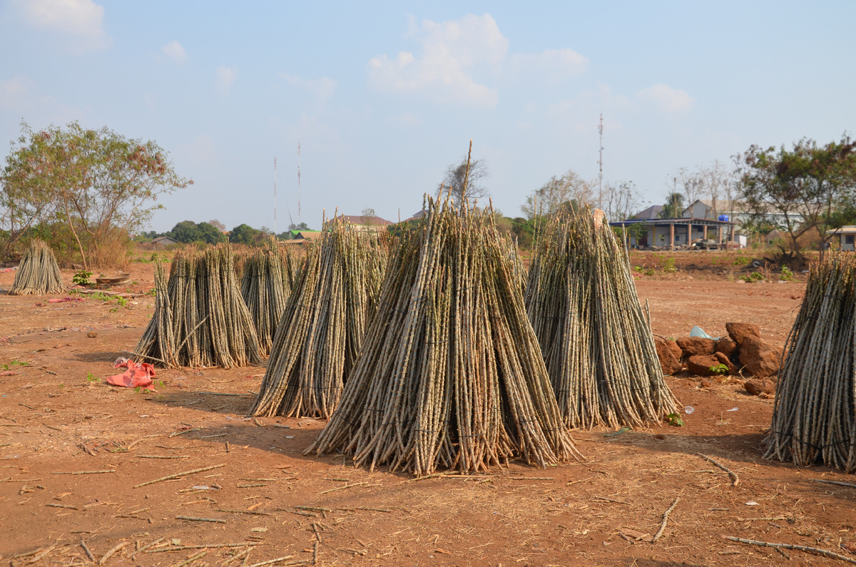 Те самые палки, собранные в снопы в Камбодже. Фото автора.
