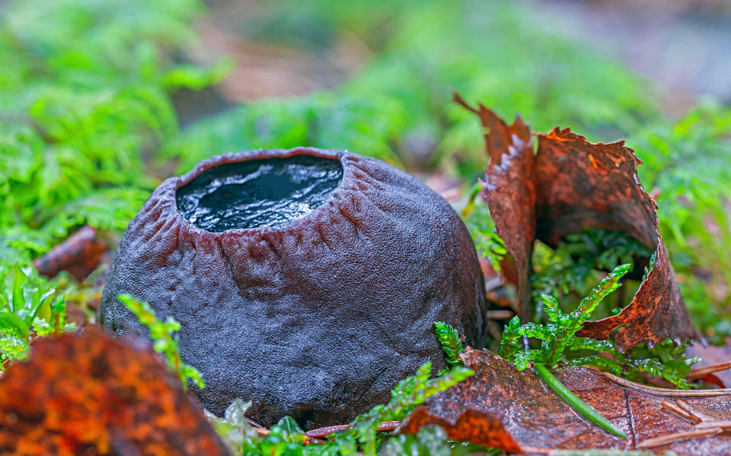 Лат. Sarcosoma globosum. Источник фото: vokrugsveta.ru