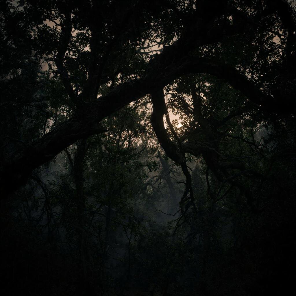 Русский лес: где древние легенды шепчут, а реальность искажается