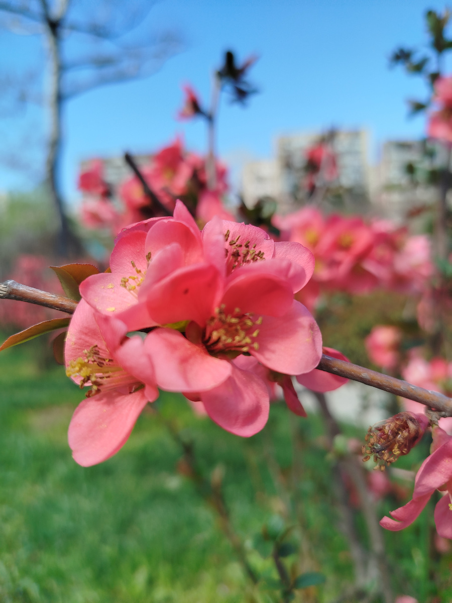 Весенняя красота