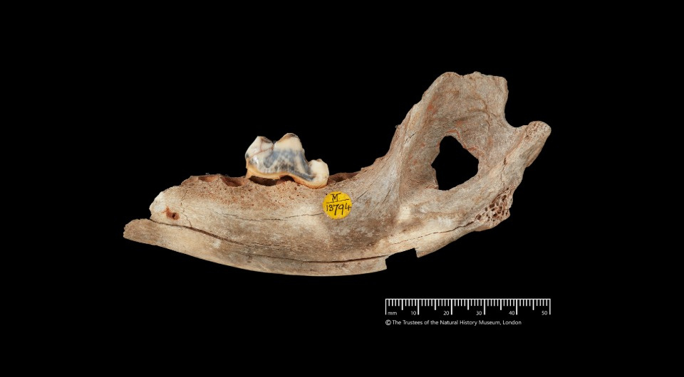 Фрагмент нижней челюсти собаки из пещеры Гофа, расположенной в Англии.
Автор: Trustees of the Natural History Museum