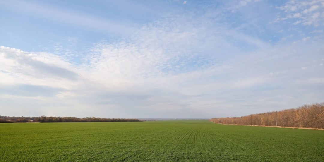 В Волгоградской области оценят угрозу посевам от перезимовавшей саранчи