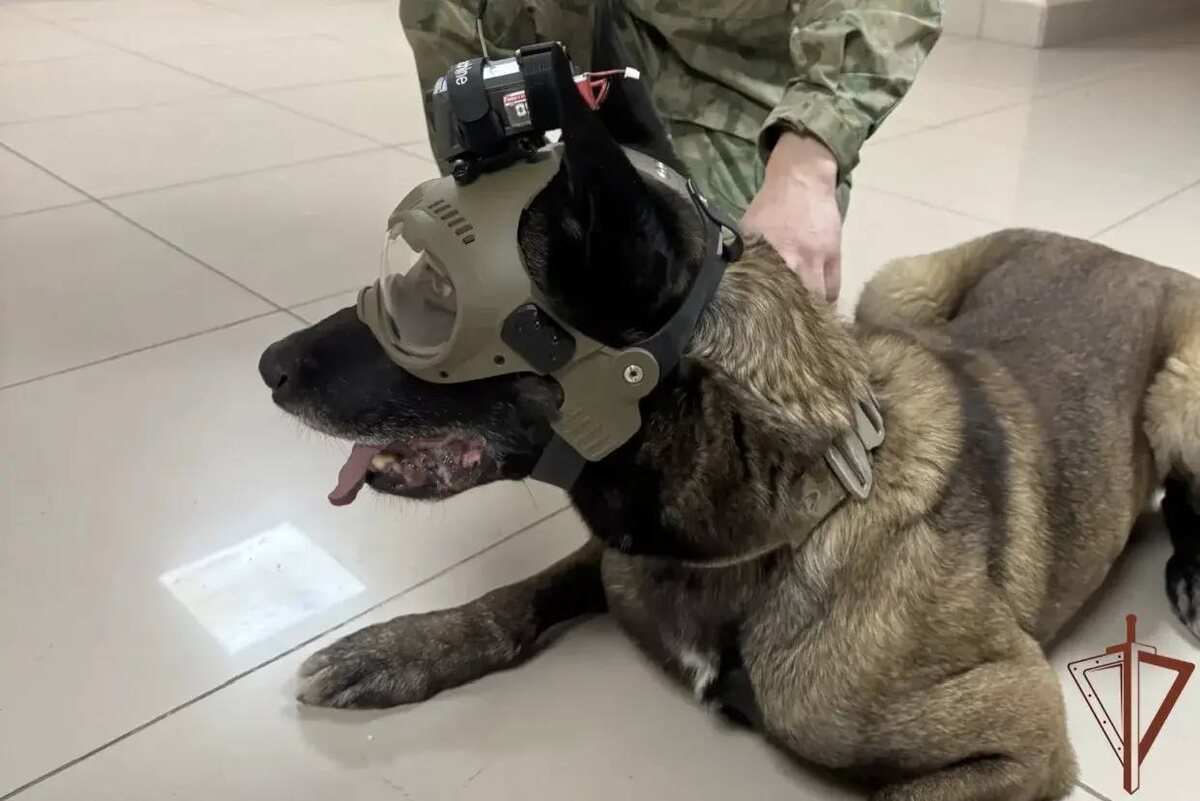    Фото: Росгвардия