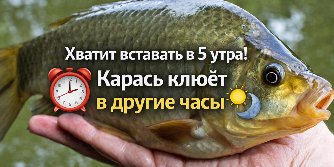 Какое время суток лучше всего ловить карася на фидер — и почему большинство рыбаков приезжает не вовремя!