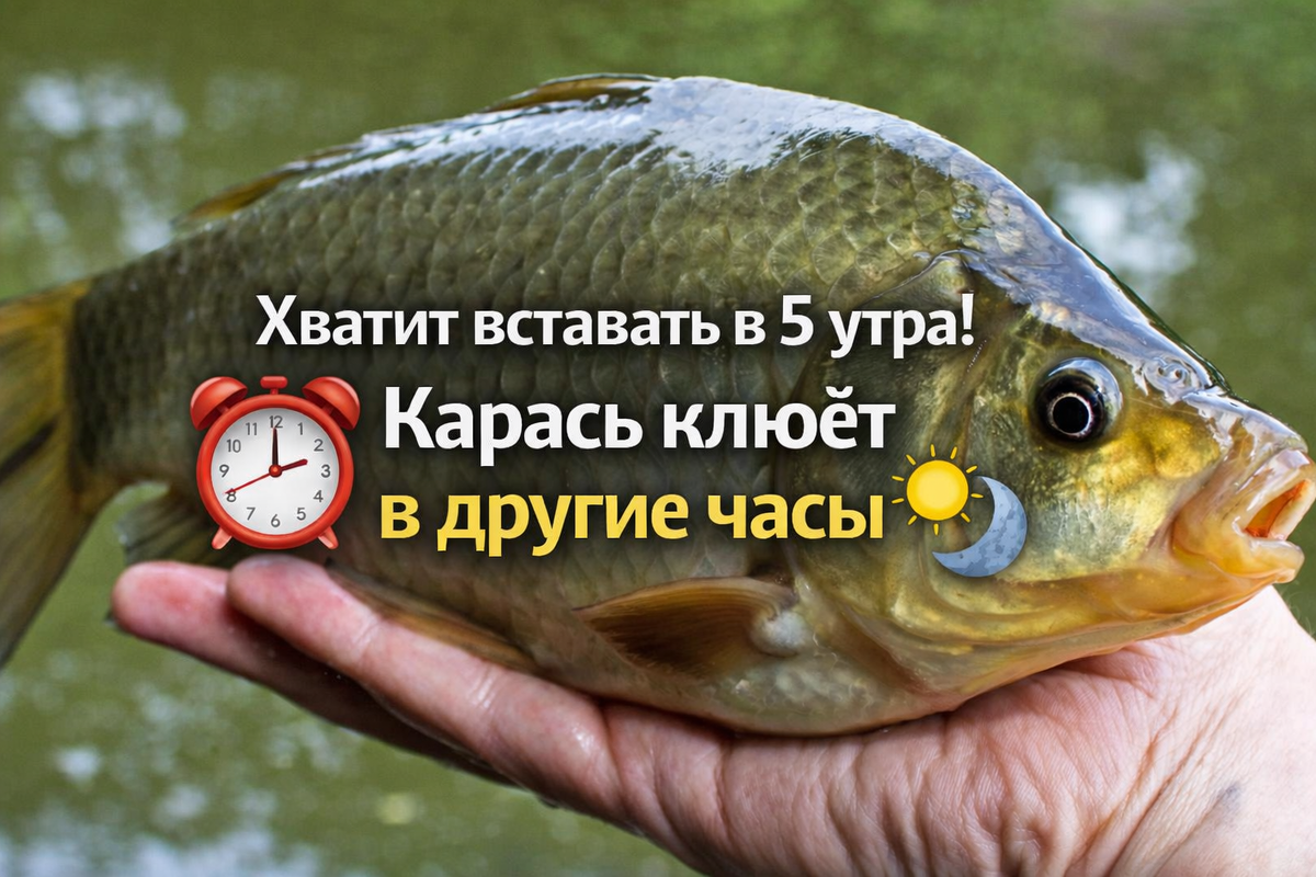 Фидерная рыбалка с Кузьмичом