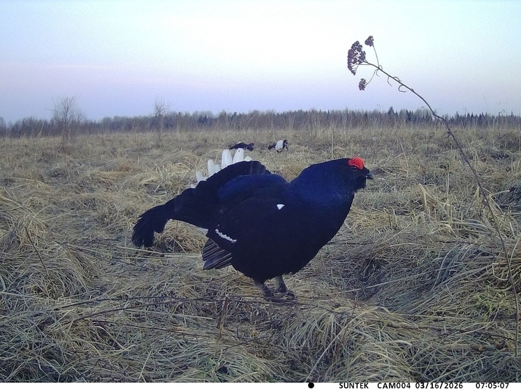     Место встречи изменить нельзя. Фото: соцсеть ВКонтакте председателя комитета охотничьего хозяйства и рыболовства Новгородской области Дмитрия Графова