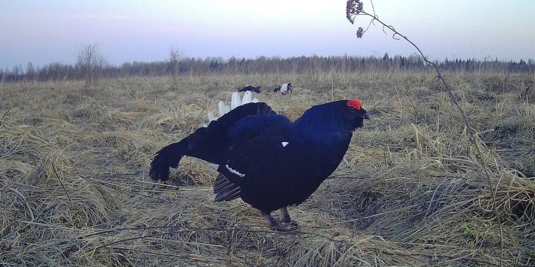 Новгородские тетерева поспорили из-за территории по возвращении с зимовки