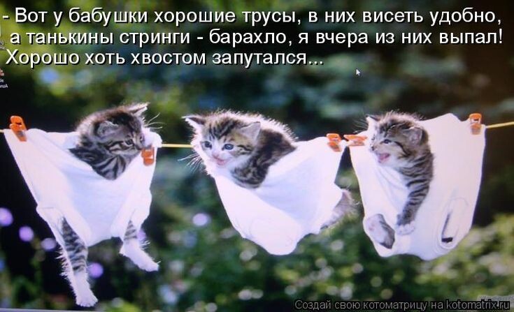 Прикольные мемы с животными