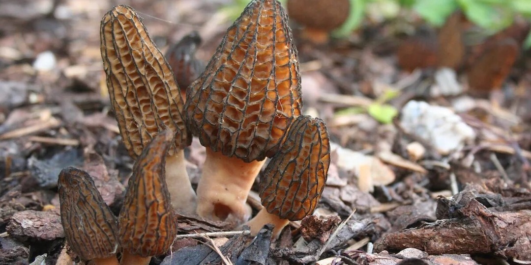 Сморчок: гриб за 120 000 рублей, который убивает неизвестным ядом