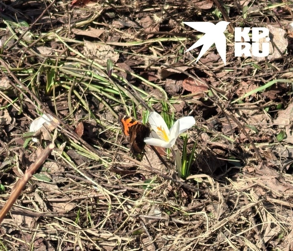    Насекомых заметили самарцы Дарья ДОЛИНИНА