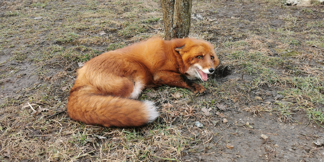 Ночное дежурство. Дневник лисы